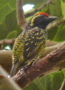 Yellow spotted barbet